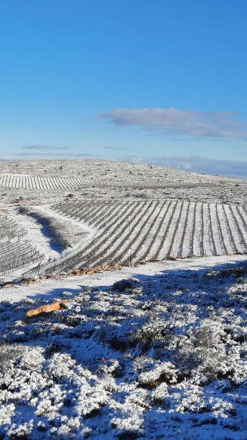 Vineyards binyamin snow