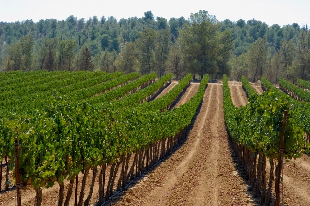 vineyard Yatir