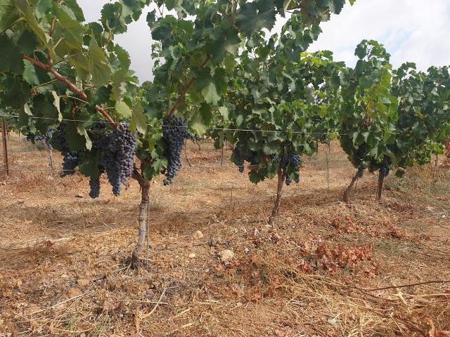 vineyard Yatir1